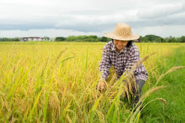 Kareli gömlekli ve şapkalı Asyalı kadın çeltik tarlasında çalışıyor, mutlu çiftçi pirinç tarlasında hasat ediyor.