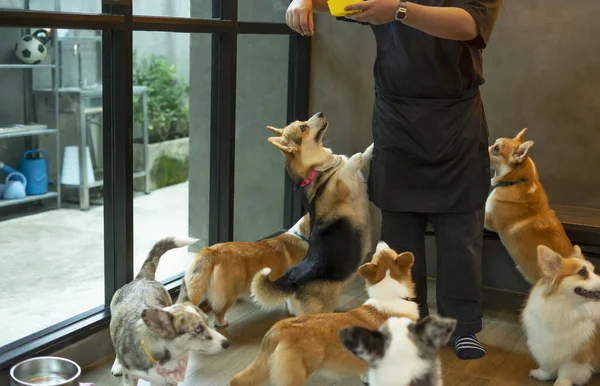 Cães Corgi Galeses Famintos Bonito Esperando Por Comida Babá Cão — Fotografia de Stock