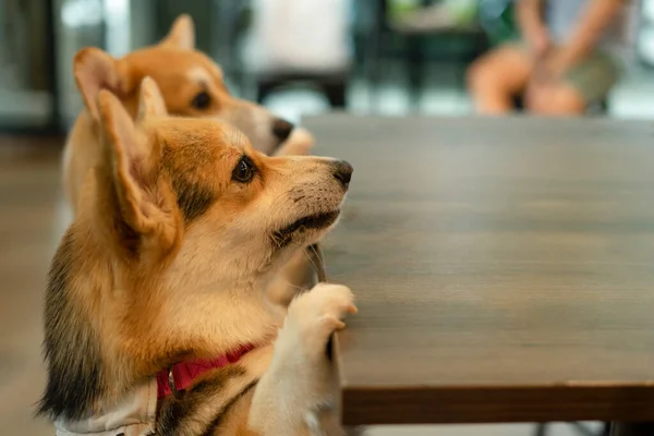 Adorabile Gallese Cani Corgi Mettere Piedi Sul Tavolo Guardando Qualcosa — Foto Stock