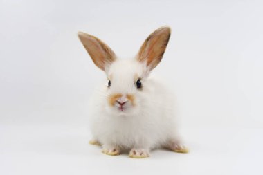 Gri arka planda izole edilmiş sevimli tavşan, gri arka planda oturan tüylü tavşan.                               