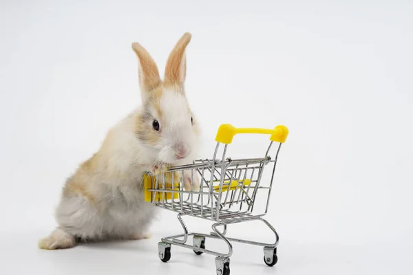 Young Adorable Bunny Pushing Shopping Cart Isolated Grey Fluffy Rabbit — Stock Photo, Image