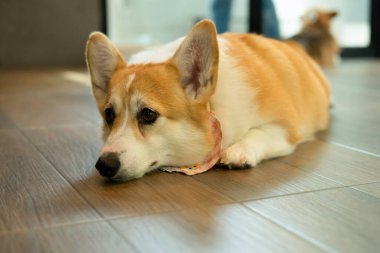 Pembroke Galsh Corgi, yerde yatan meraklı bir Corgi bir şeye bakıyor.