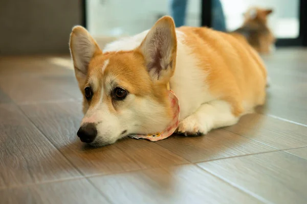 Pembroke Welsh Corgi Curious Corgi Laying Ground Looking Something — Zdjęcie stockowe