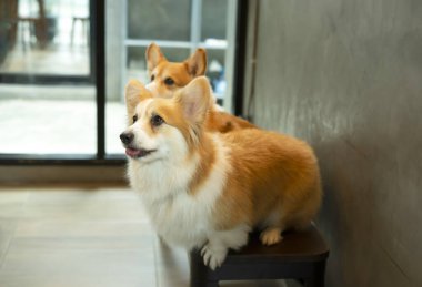 Young Pembroke Welsh Corgi, a curious young adorable welsh corgi sitting on chair looking at something in the house