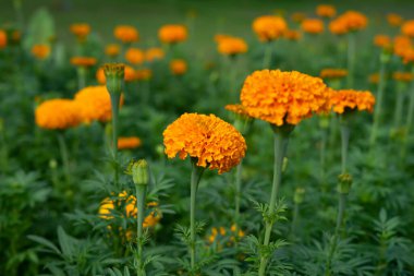 marigolds or tagetes, marigold flowers in plot, soft focus  