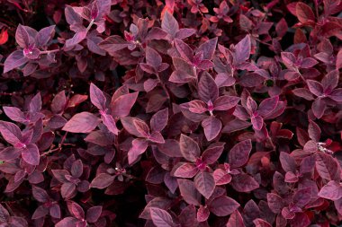 Aerva sanguinolenta (L.) Blume or Amaranthaceae top view,small shrub It is commonly grown as a ground cover and ornamental plants.