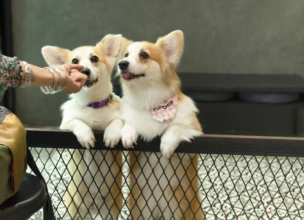 Cute Hungry Welsh Corgi Dogs Waiting Food Owner Room Home — Zdjęcie stockowe