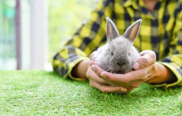 rabbit shepherd holding a grey adorable baby rabbit in hands                               