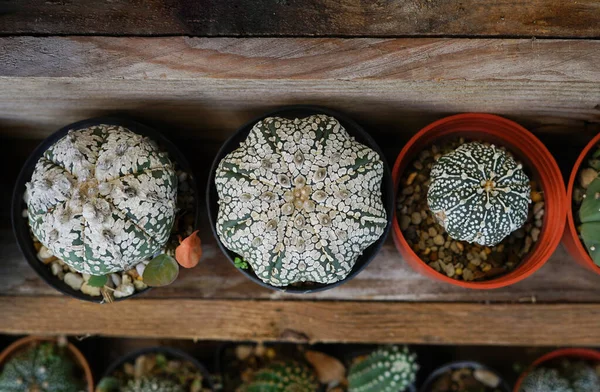 Top View Small Exotic Cactus Being Cultured Pots Old Wooden — Fotografia de Stock