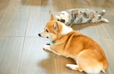 Pembroke Welsh Corgi laying on the ground looking at something