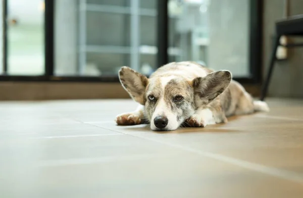 Welsh Corgi Dog Crouched Floor Room Adult Mature Dog Eyes — Zdjęcie stockowe