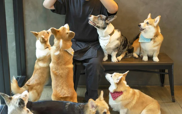 Cães Corgi Galeses Famintos Bonito Esperando Por Comida Babá Cão — Fotografia de Stock