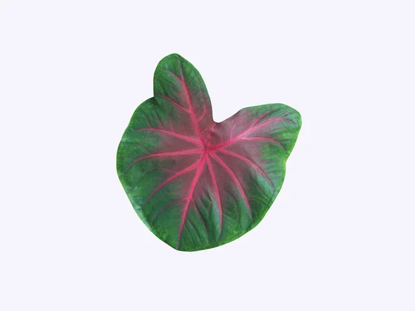 Vzor Dvoubarevného Listu Caladium Dvoubarevný List Caladium Izolovaný Bílém Odstřihovací — Stock fotografie