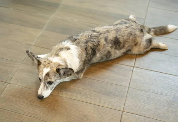 Welsh Corgi Dog Crouched Floor Room Adult Mature Dog Eyes — Zdjęcie stockowe