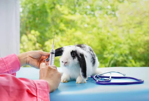 veterinarian take care rabbit, holding syringe needle for take a blood test or give an injection , a stethoscope put on next to the bunny on table