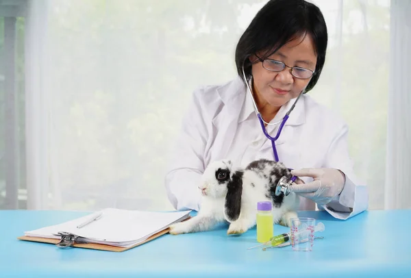 veterinary with stethoscope and medication examine young sick bunny, concept for rabbit sick, rabbit health care
