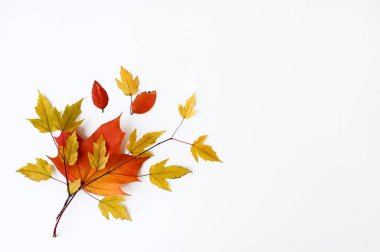 Beyaz arka planda sarı ve kırmızı yapraklı sonbahar dallarının güzel kompozisyonu. Doğal dekor. Üst manzaralı düz bir düzen. Uzayı kopyala Sonbahar, Şükran Günü konsepti.