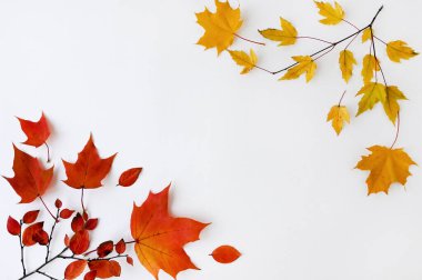 Beyaz arka planda sarı ve kırmızı yaprakların güzel sonbahar düzeni. Doğal dekor. Üst manzaralı düz bir düzen. Uzayı kopyala Sonbahar, Şükran Günü konsepti.