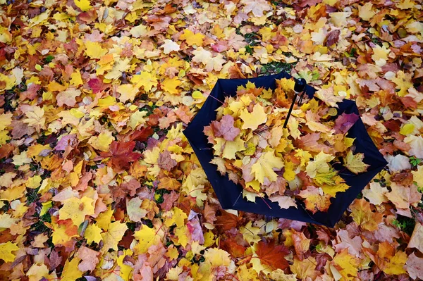 On ground, covered with yellow autumn leaves, lies an inverted black umbrella filled with fallen leaves. Hello, autumn. Copy space