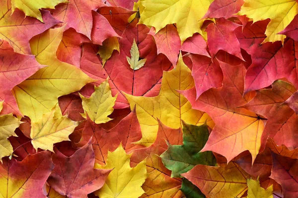 Vacker Höst Bakgrund Gula Och Röda Lönnlöv Naturlig Inredning Platt Stockbild