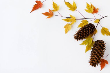 Beyaz zemin üzerinde sarı ve turuncu akçaağaç yaprakları ve konilerden oluşan güzel bir sonbahar düzeni. Doğal dekor. Üst manzaralı düz bir düzen. Sezonluk promosyonlar ve indirimler için yer kopyala
