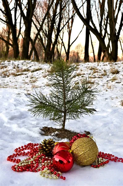 森の中には小さなクリスマスツリーが飾られています — ストック写真