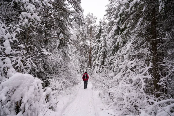 Muž Kráčí Sněhem Pokrytým Lesem — Stock fotografie
