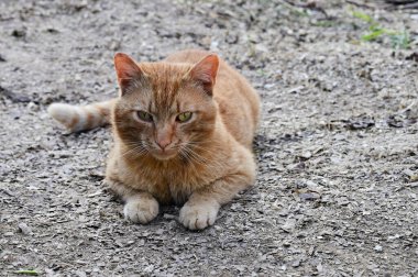 Tatlı kırmızı kedi yaz güneşinin tadını çıkarıyor. Bir evcil hayvana sevgi ve ilgi konsepti