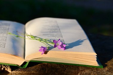 Gün ışığında açık bir kitap ve bir buket narin kır çiçeği. Romantizm kavramı