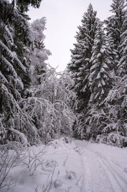 Ağaçları karla kaplı kış ormanı. Kış doğasının güzelliği. Açık hava yürüyüşleri