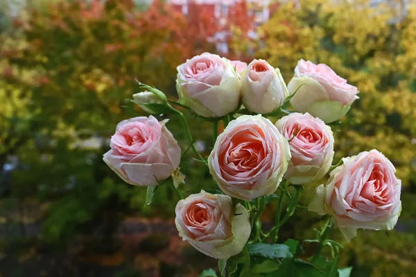 Beautiful Bouquet White Roses Delicate Pink Hue Background Autumn Yellow — Stock Photo, Image