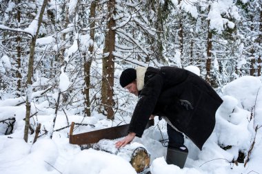 Koyun derisi ceketli, sakallı vahşi bir adam kış ormanında testere ile kesiyor. Açık hava işi. Ağaçlar karla kaplıdır. Yakacak odun topluyorum.