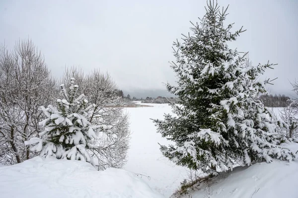 Zimní Krajina Zasněženými Stromy Zamrzlou Řekou Klid Ticho — Stock fotografie