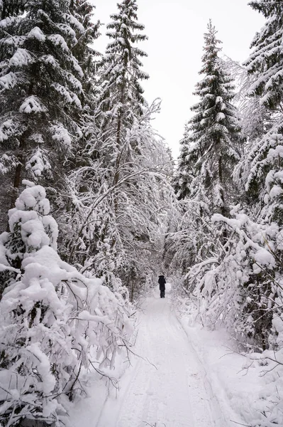 Girl Walking Away Snow Covered Fores Winter Walk Fresh Air — Stock fotografie