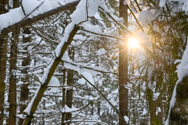 Zimní Slunce Proniká Zasněženými Větvemi Stromů Zimní Borový Les — Stock fotografie