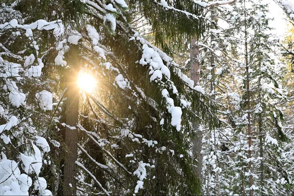 Zimní Slunce Proniká Zasněženými Větvemi Stromů Zimní Borový Les — Stock fotografie