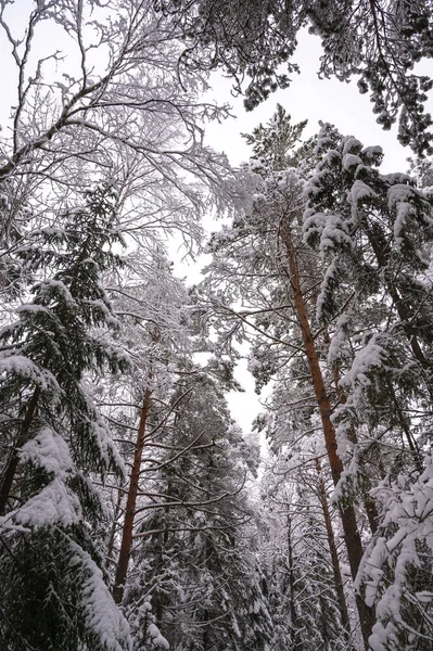 Zimní Les Stromy Pokrytými Sněhem Krásná Zimní Krajina — Stock fotografie