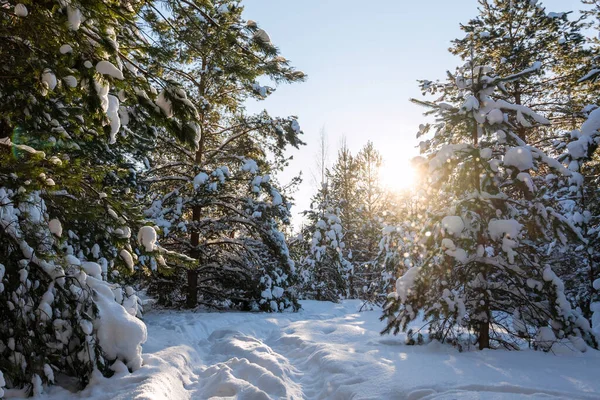 Krásná Zimní Krajina Mrazivé Slunečné Ráno Sluneční Paprsky Pronikají Větvemi — Stock fotografie