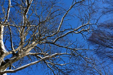 Aşağıdaki ağaçtan taç mavi kış gökyüzüne karşı. Ormandan gökyüzü manzarası. Parlak kış gününde doğal ağaçların güzel arka planı. Yaprak döken ağaçların çıplak dalları