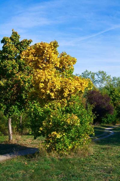Sonbahar Renkleri Doğa Görünümlü Bitkiler — Stok fotoğraf