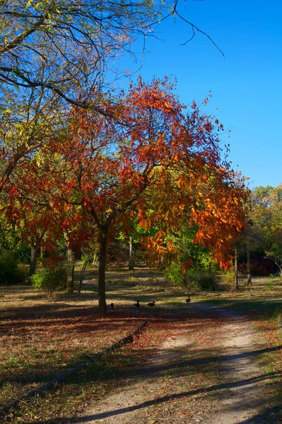 Podzimní Barvy Příroda Pohled Rostliny — Stock fotografie