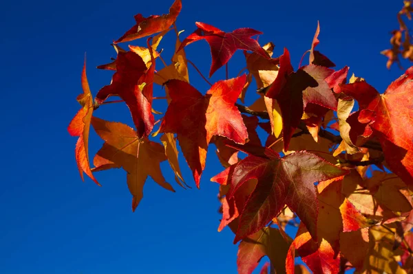 Herbst Farben Natur Ansicht Pflanzen — Stockfoto