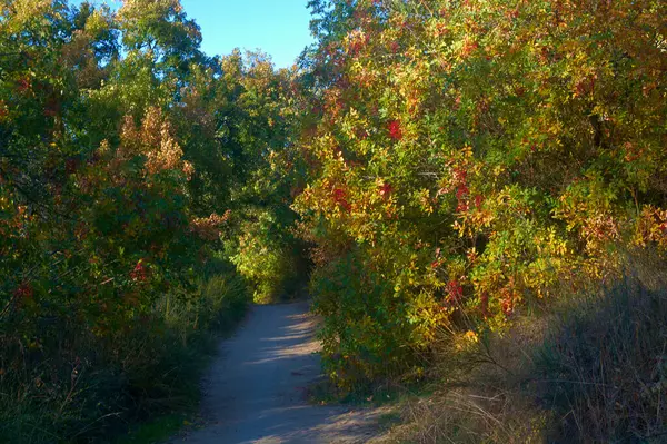 秋天的色彩自然景观植物 — 图库照片