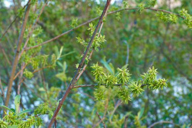 Çiçek, doğa, açık hava.
