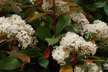 Çiçek, doğa, açık hava.