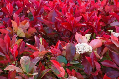 Çiçek, doğa, açık hava.