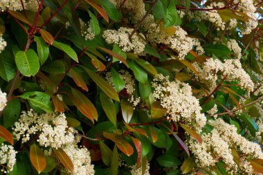 Çiçek, doğa, açık hava.