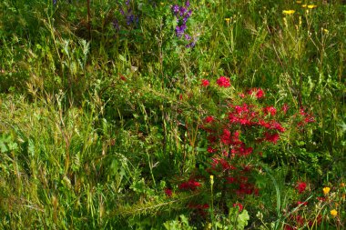 Çiçek, doğa, açık hava.