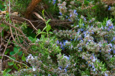 flower plant nature outdoor fresh