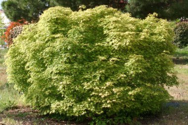 Çiçek, doğa, açık hava.